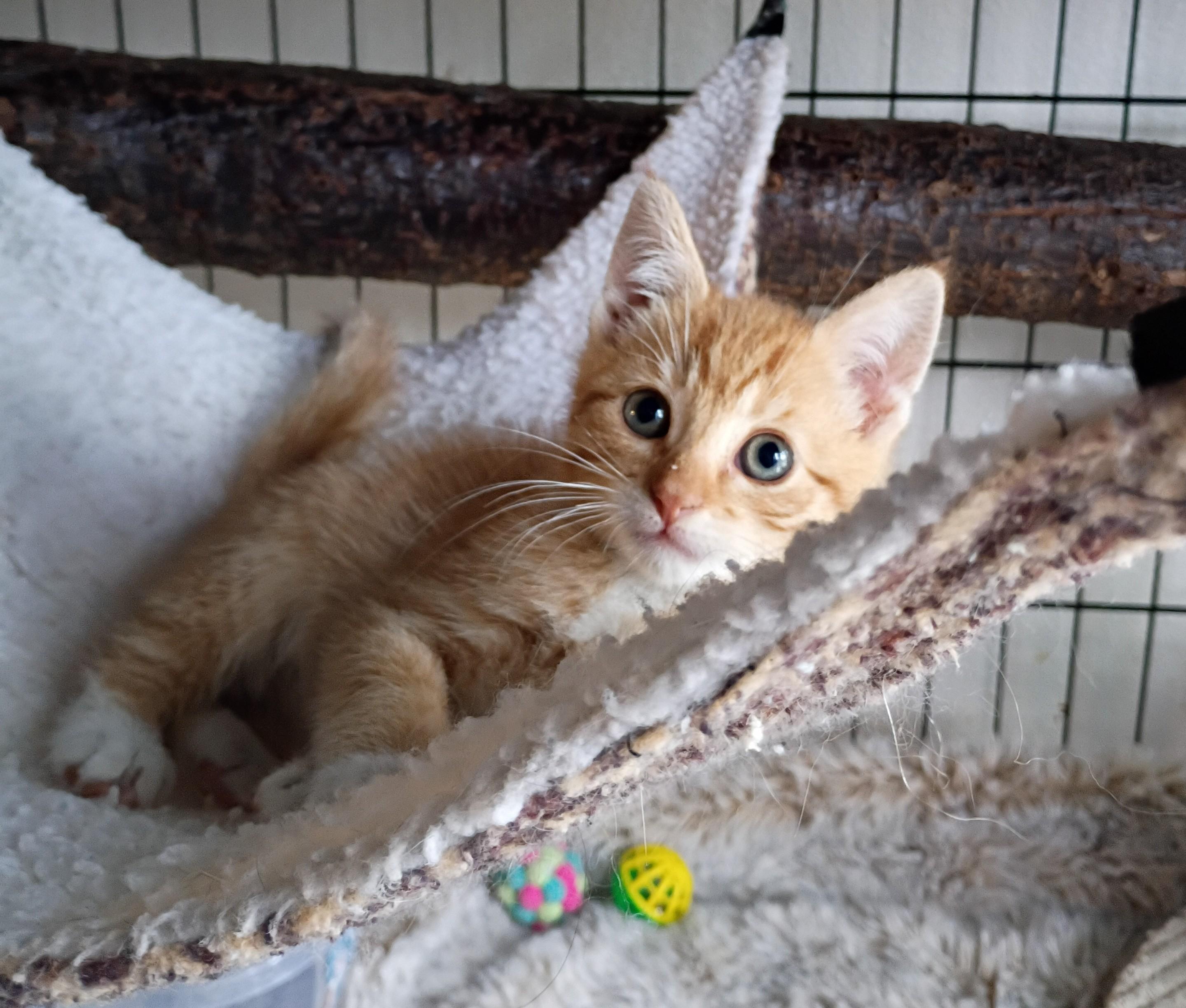 Kenin, a ADOPTABLE Tiger in Santa Cruz, CA image 5/5
