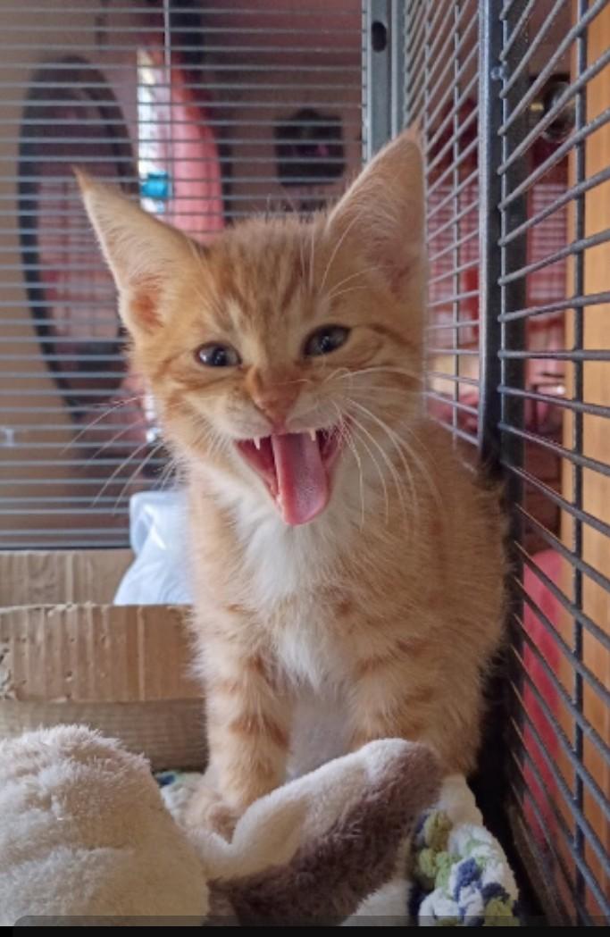 Kenin, a ADOPTABLE Tiger in Santa Cruz, CA image 2/5