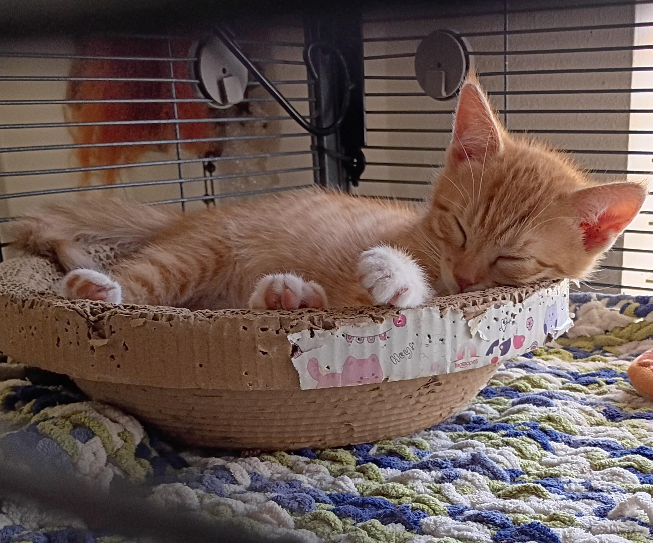 Kenin, a ADOPTABLE Tiger in Santa Cruz, CA image 3/5