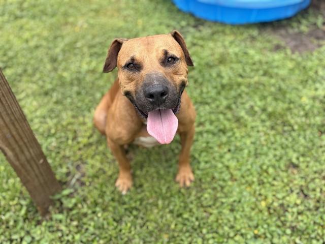 DALLAS, Adoptable, Adult Male Mixed Breed.
