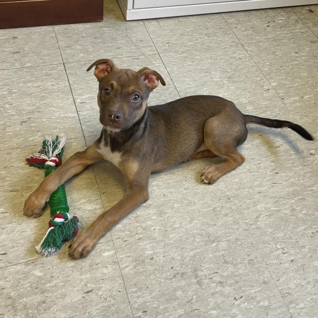 Daphne, Adoptable, Puppy Female Pit Bull Terrier.