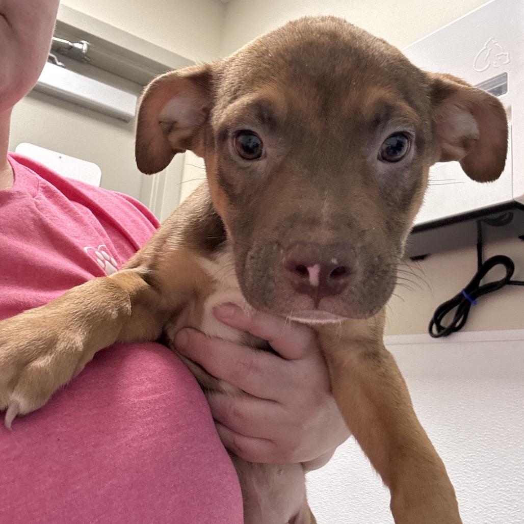 Enlarge Daphne, a Adoptable mixed breed in Tulsa, OK image 2/3