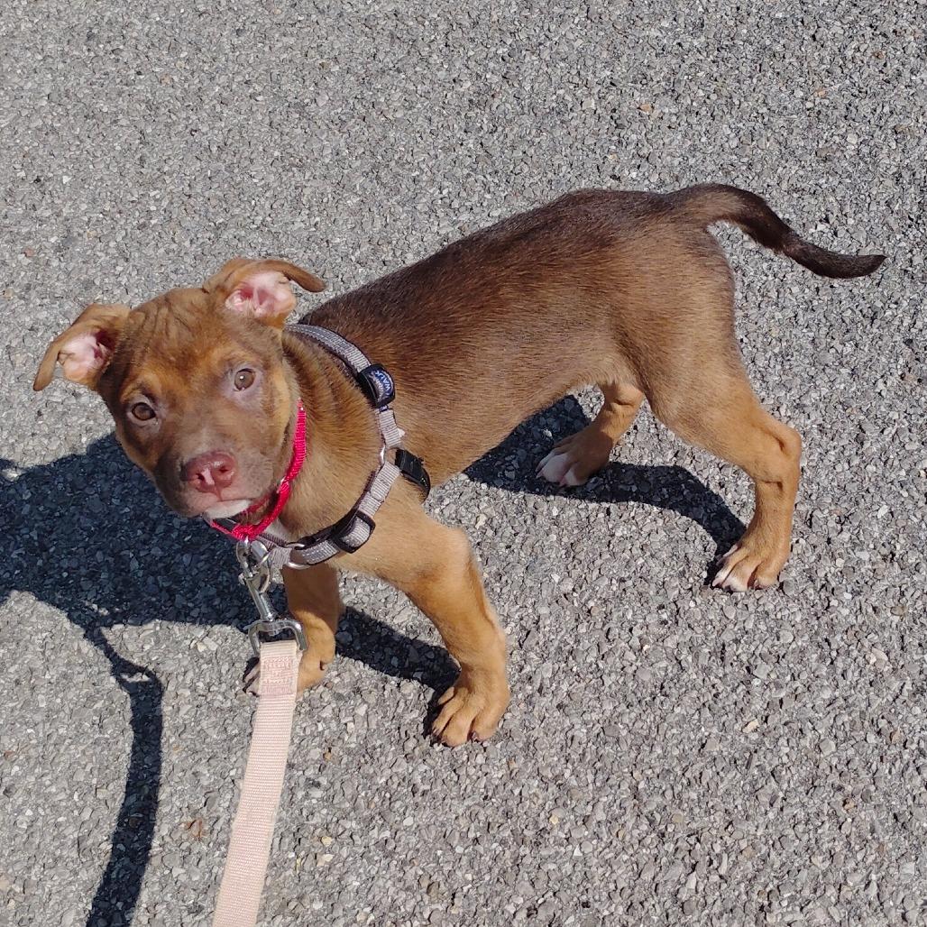 Enlarge Daphne, a Adoptable mixed breed in Tulsa, OK image 3/3