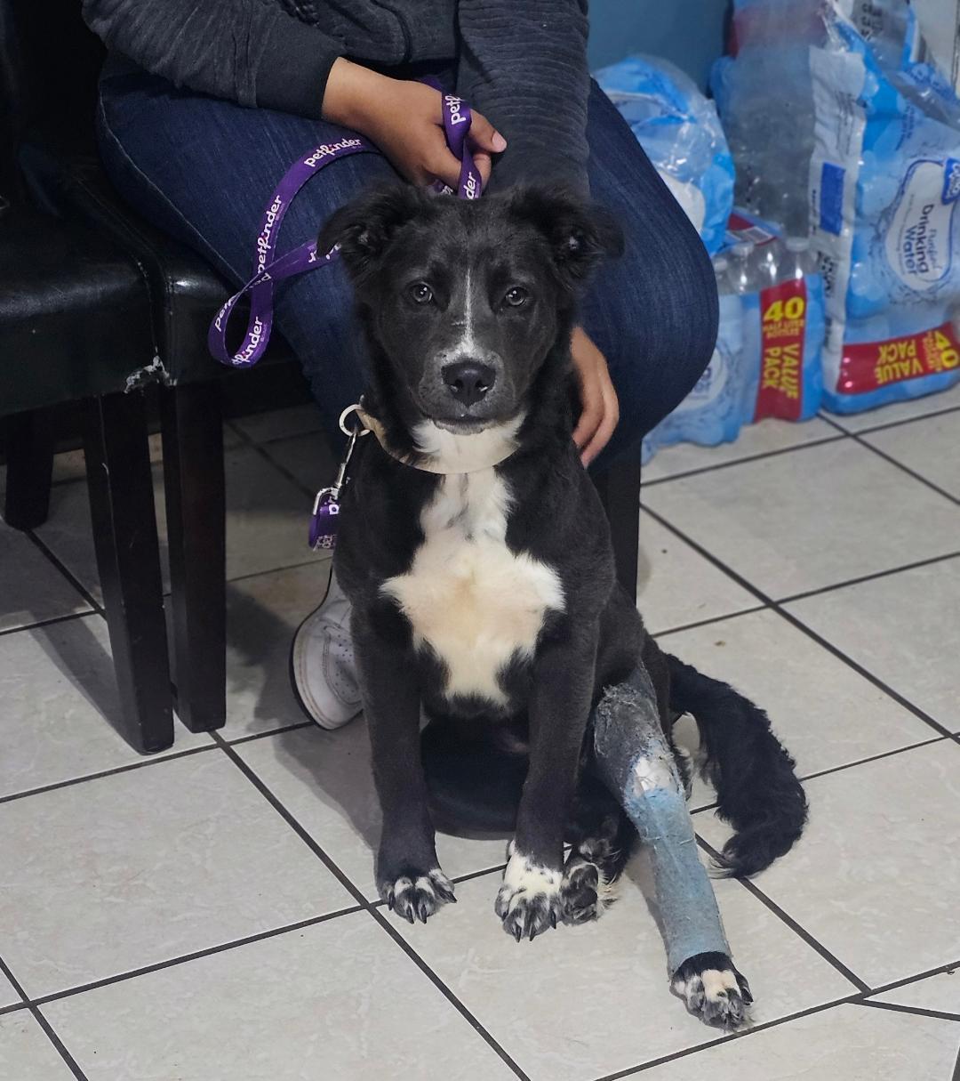 Enlarge Cricket, a Adoptable mixed breed in Du Quoin, IL image 1/1