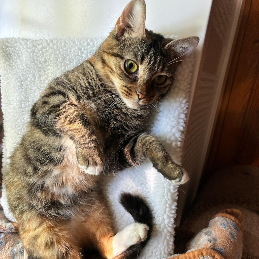Sparkle, Adoptable, Senior Female Domestic Short Hair.