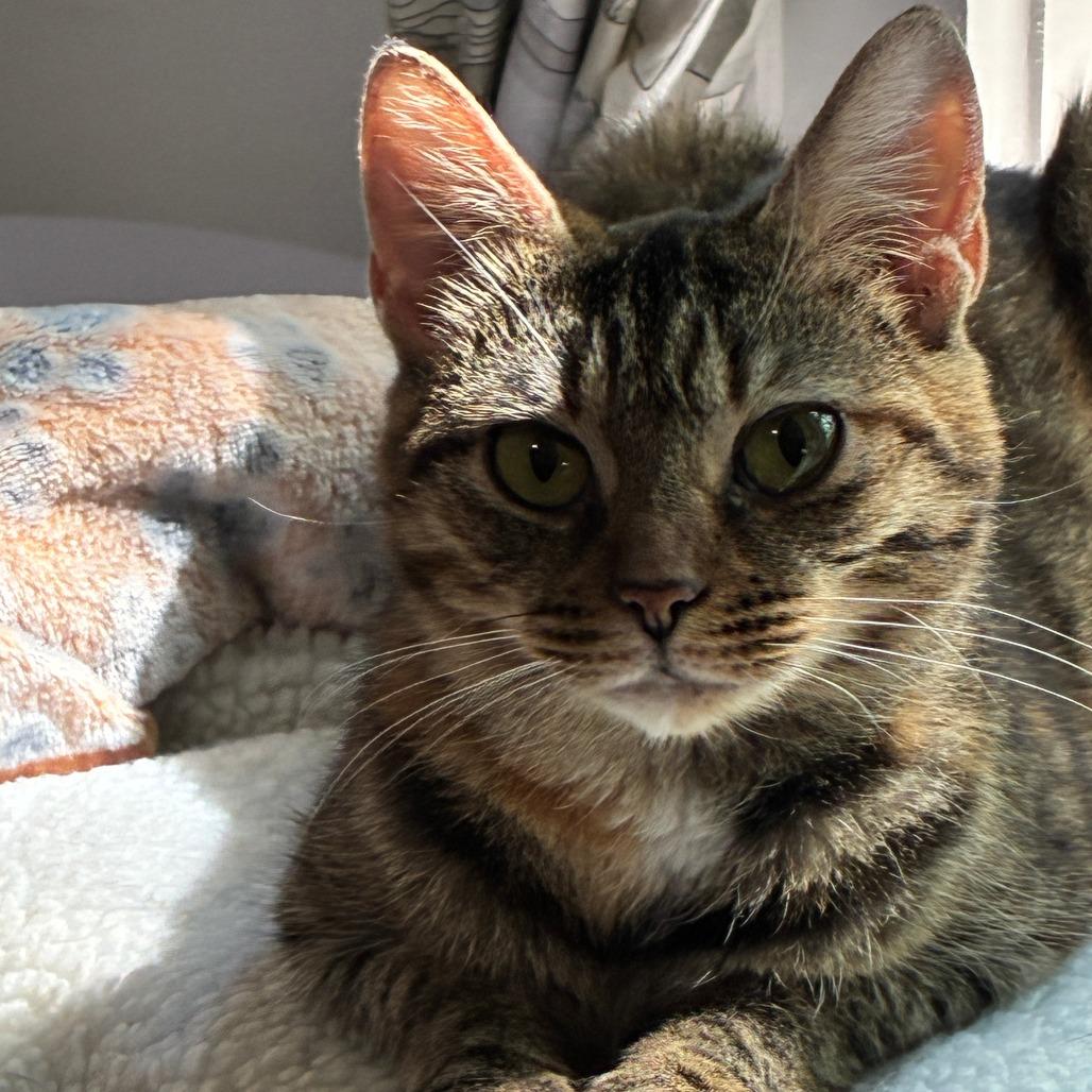 Enlarge Sparkle, a Adoptable Domestic Short Hair in Baltimore, MD image 2/4