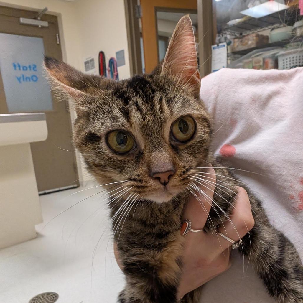 Enlarge Sparkle, a Adoptable Domestic Short Hair in Baltimore, MD image 3/4