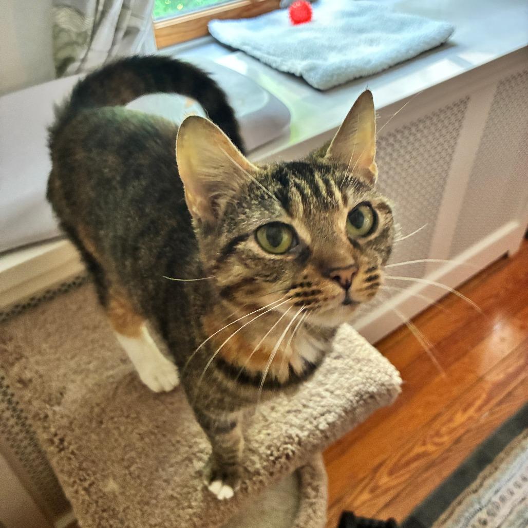 Enlarge Sparkle, a Adoptable Domestic Short Hair in Baltimore, MD image 4/4