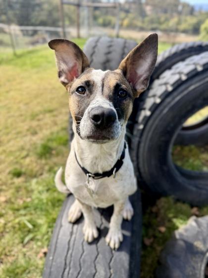 Boo, Adopted, Young Female Mixed Breed.