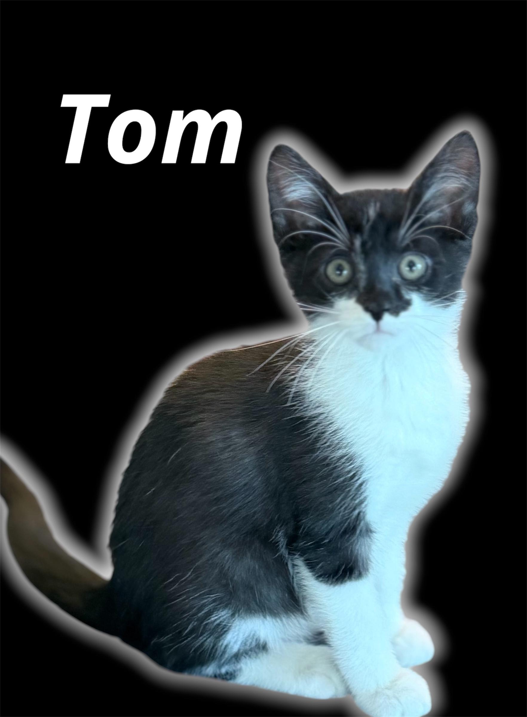 Tom, Adoptable, Kitten Male Domestic Short Hair.