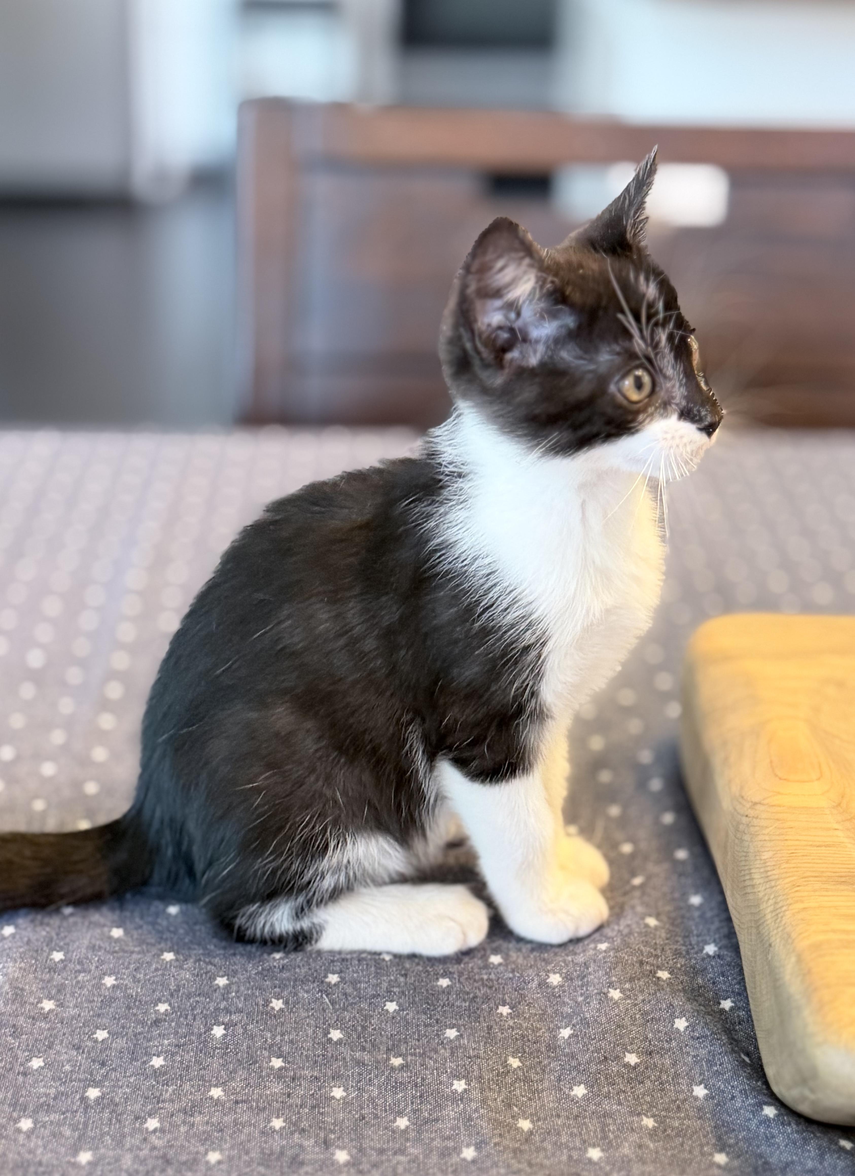 Enlarge Tom, a Adoptable Domestic Short Hair in Auburn, CA image 2/2