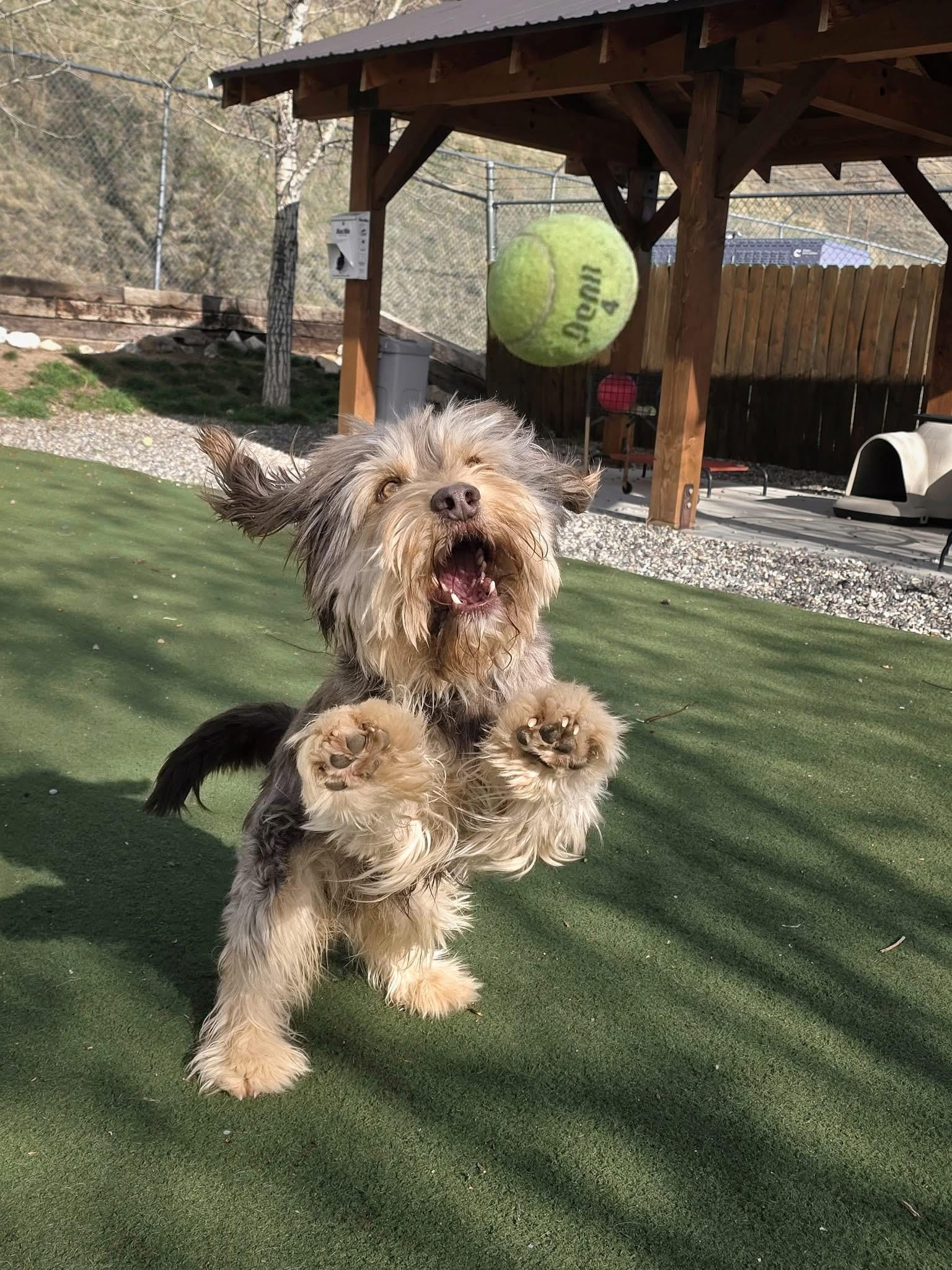 Barney Fife, ADOPTABLE, Adult Male Aussiedoodle & Mixed Breed.