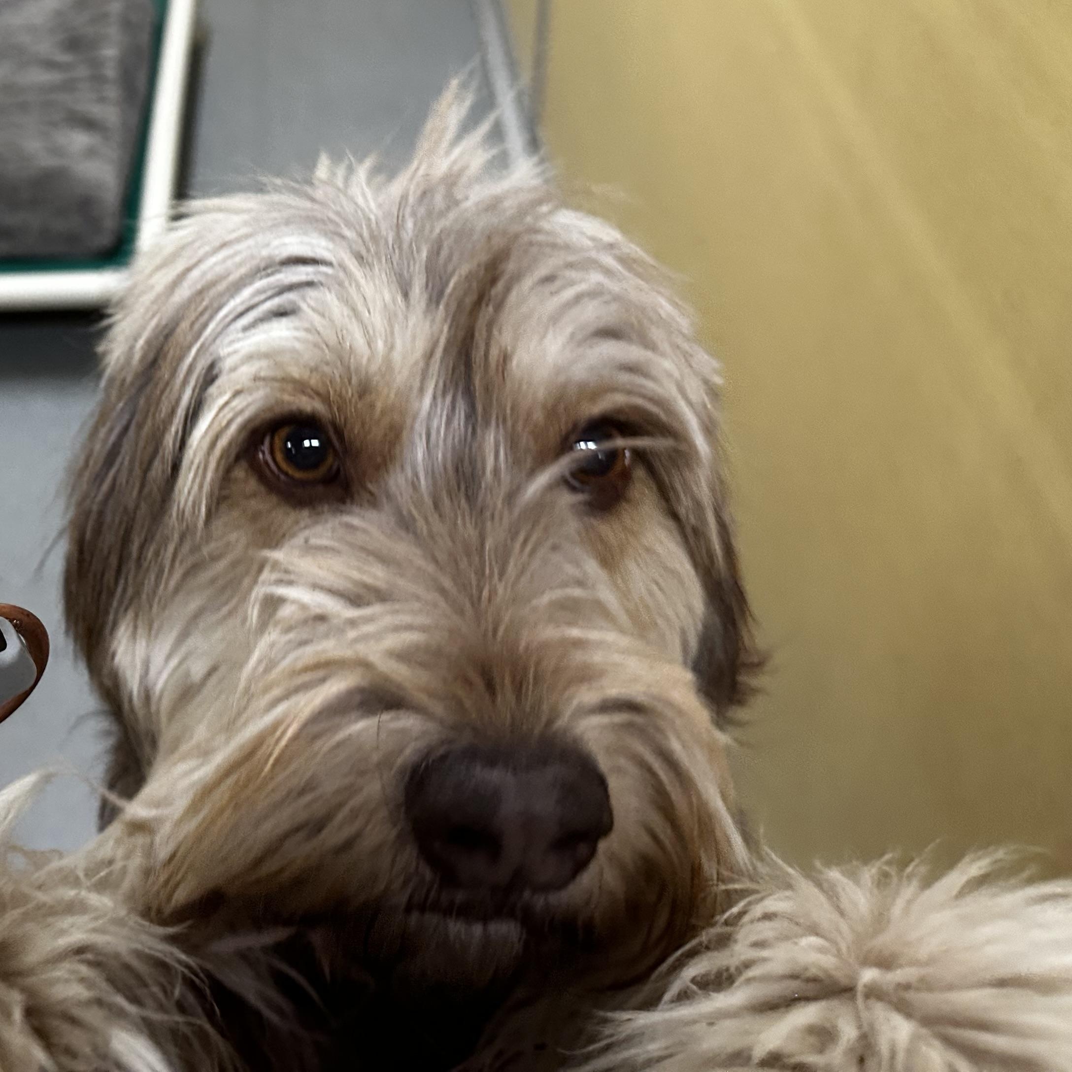 Enlarge Barney Fife, a ADOPTABLE mixed breed in Jackson, WY image 2/3