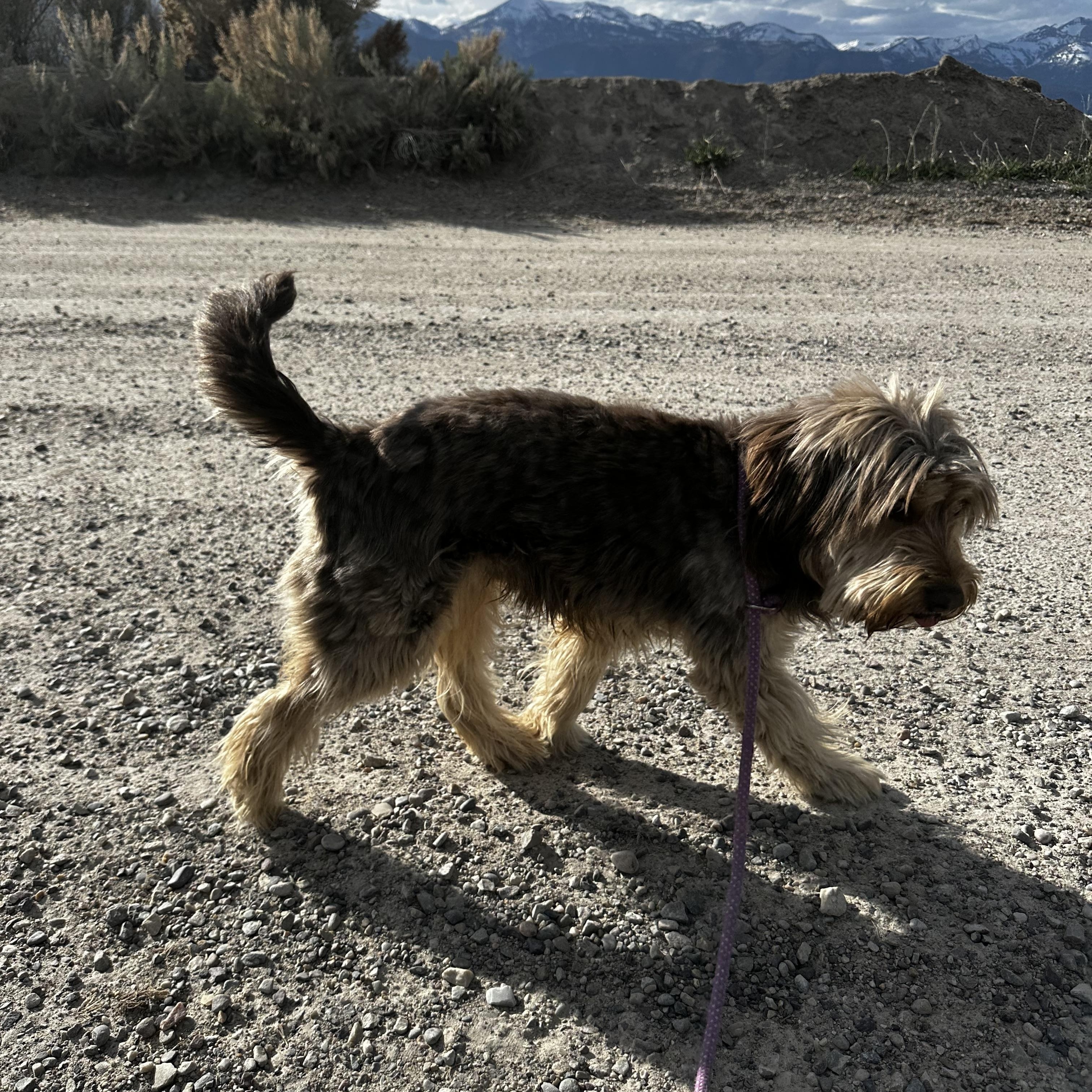 Enlarge Barney Fife, a ADOPTABLE mixed breed in Jackson, WY image 3/3