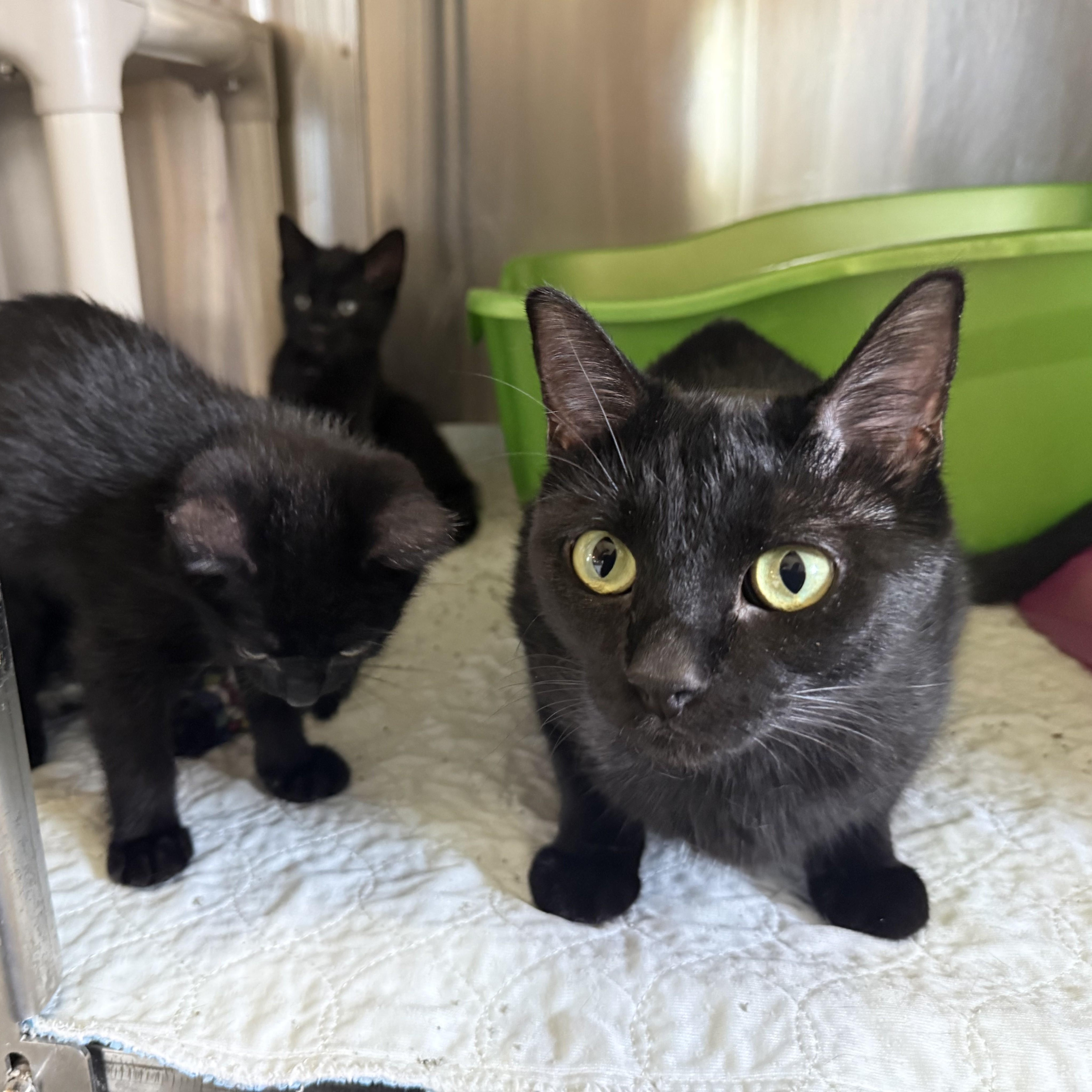 INKY, a ADOPTABLE Domestic Short Hair in La Crescent, MN image 2/3