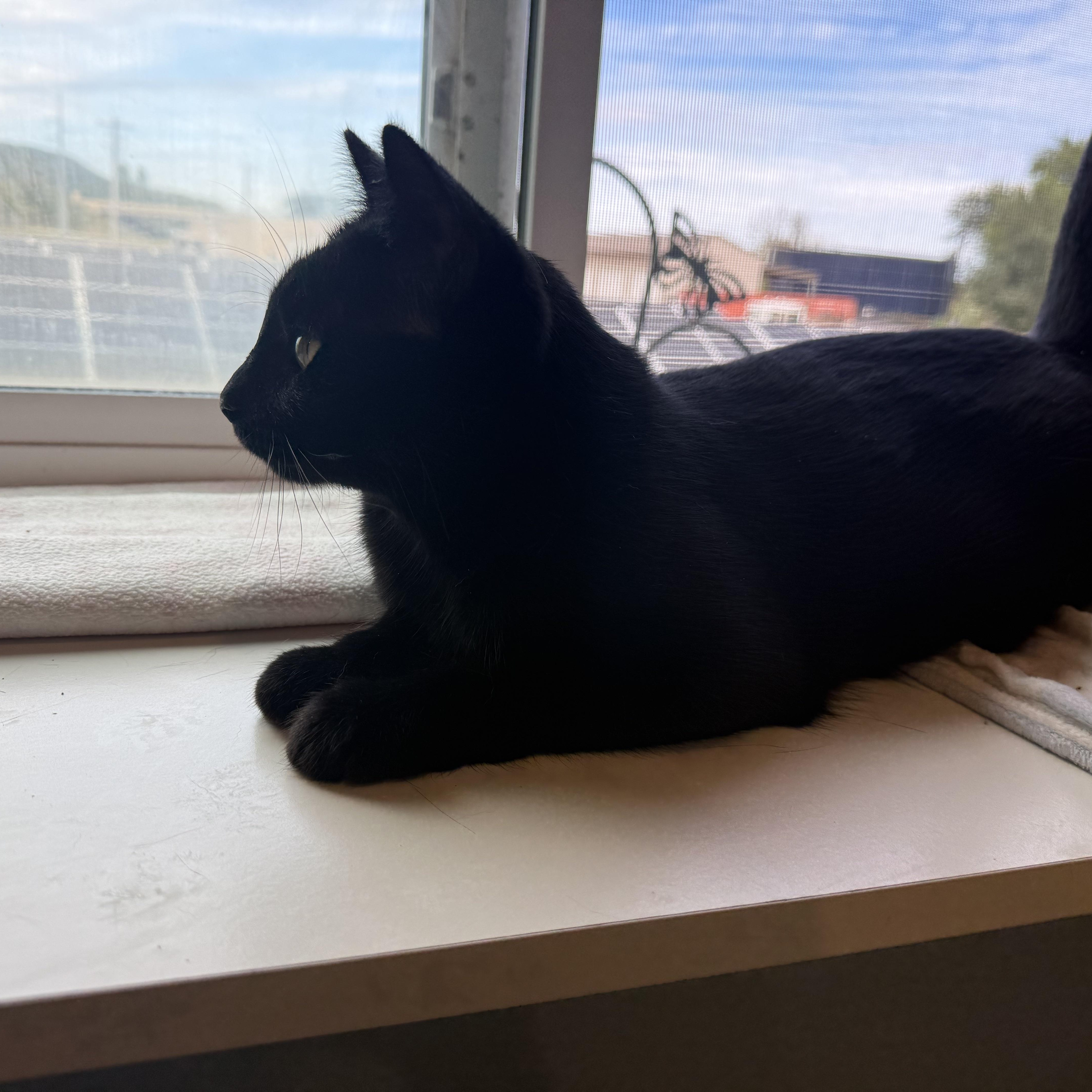 Enlarge INKY, a Adoptable Domestic Short Hair in La Crescent, MN image 3/5