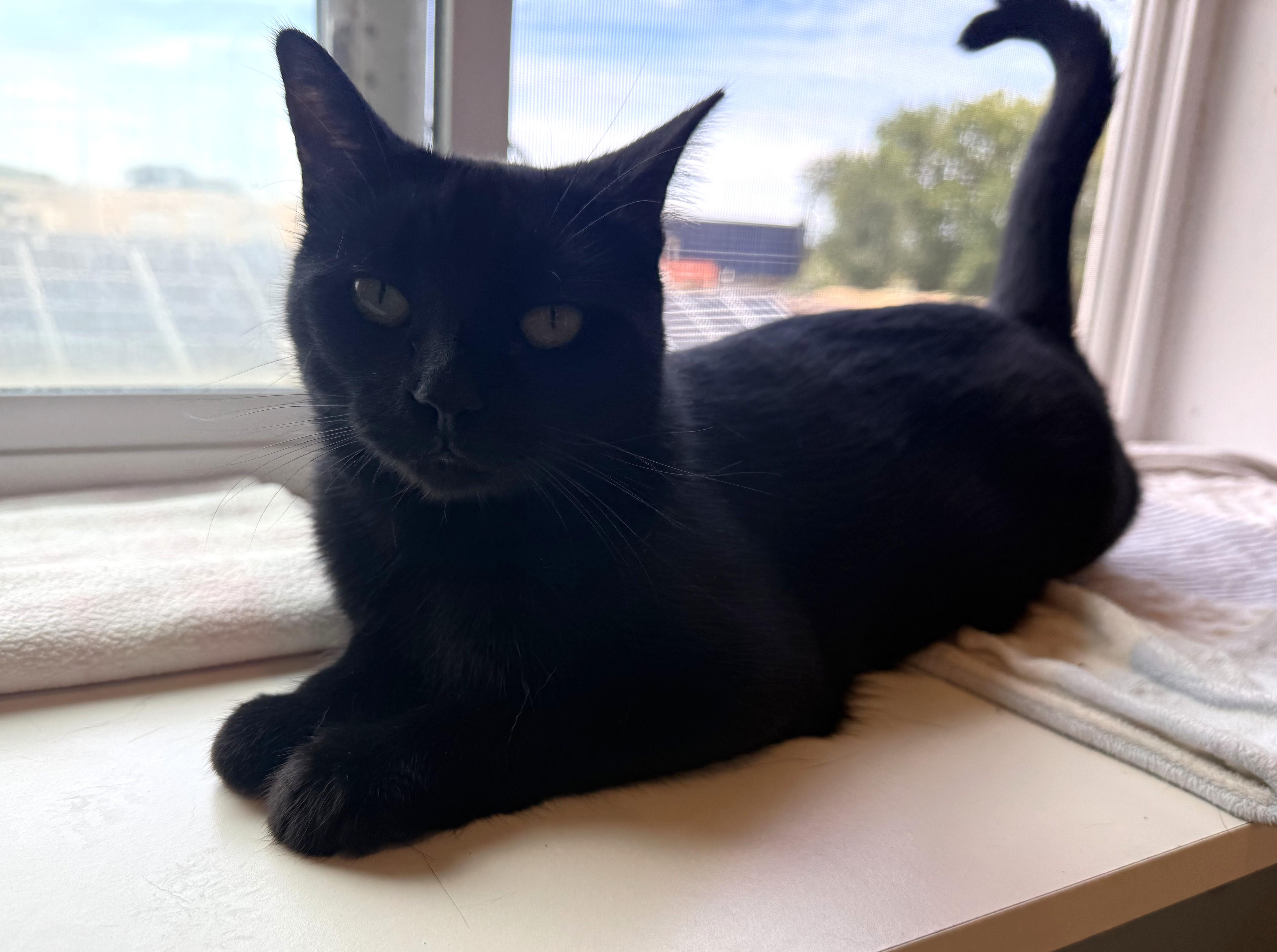 Enlarge INKY, a Adoptable Domestic Short Hair in La Crescent, MN image 2/5