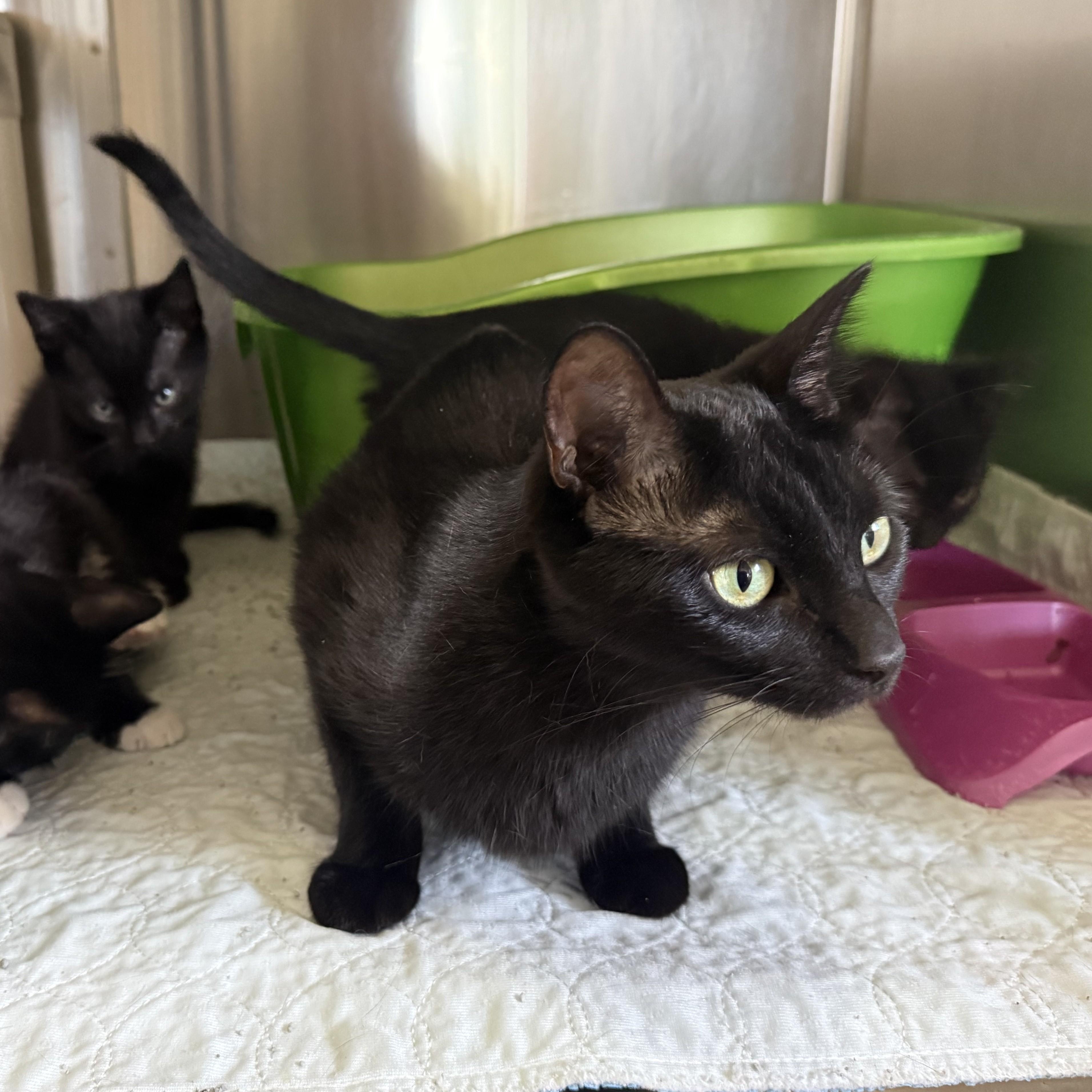 INKY, ADOPTABLE, Young Female Domestic Short Hair.
