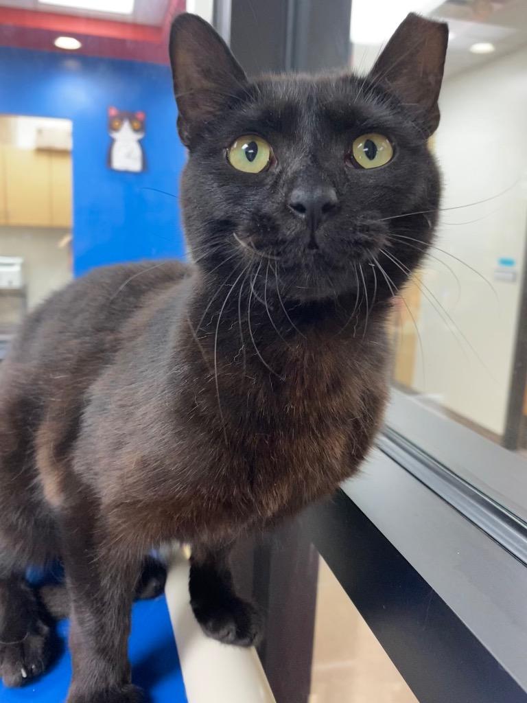 Gouda, a Adoptable mixed breed in Cincinnati, OH image 6/6