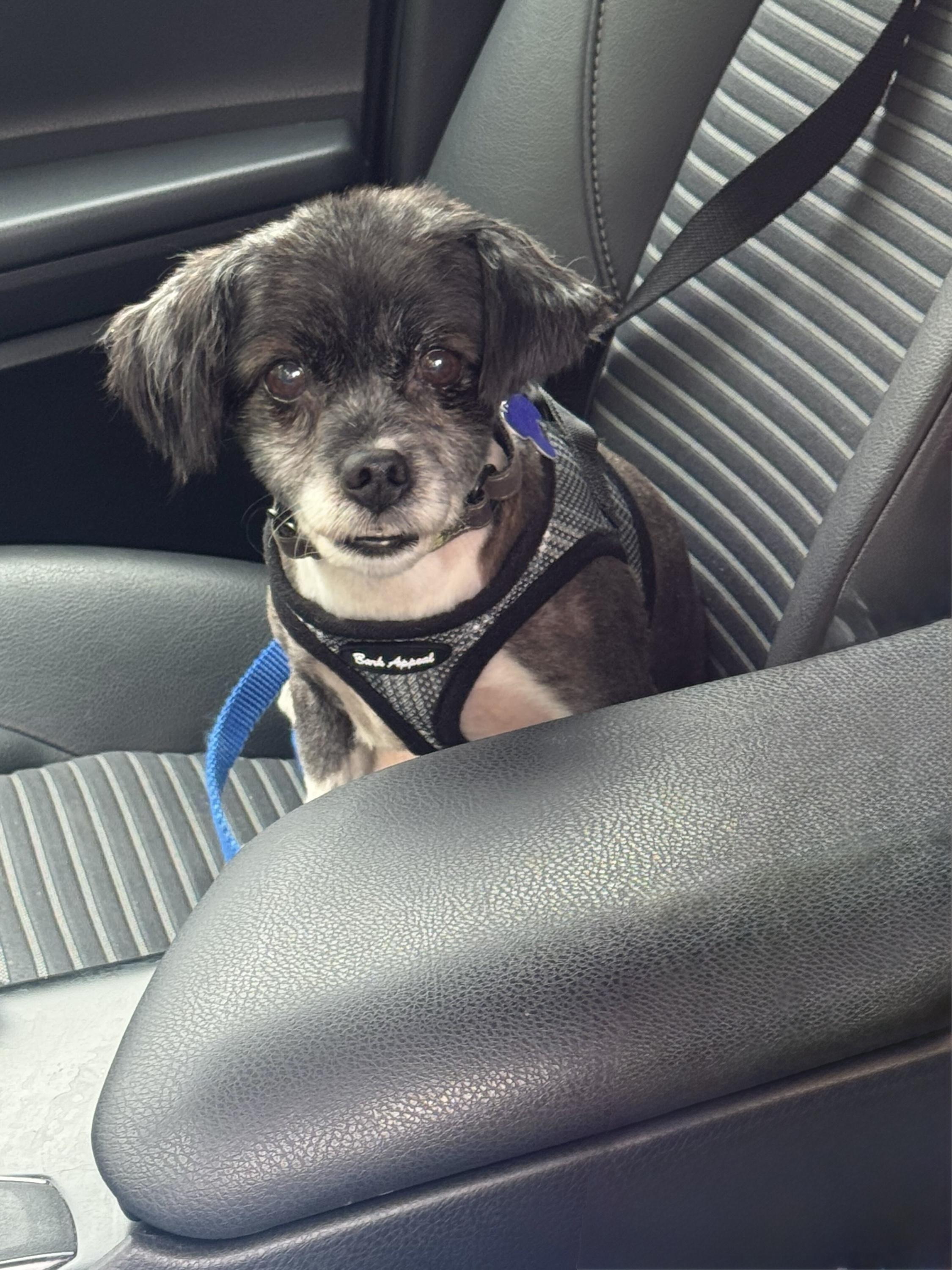 Ernie, ADOPTABLE, Senior Male Chihuahua.