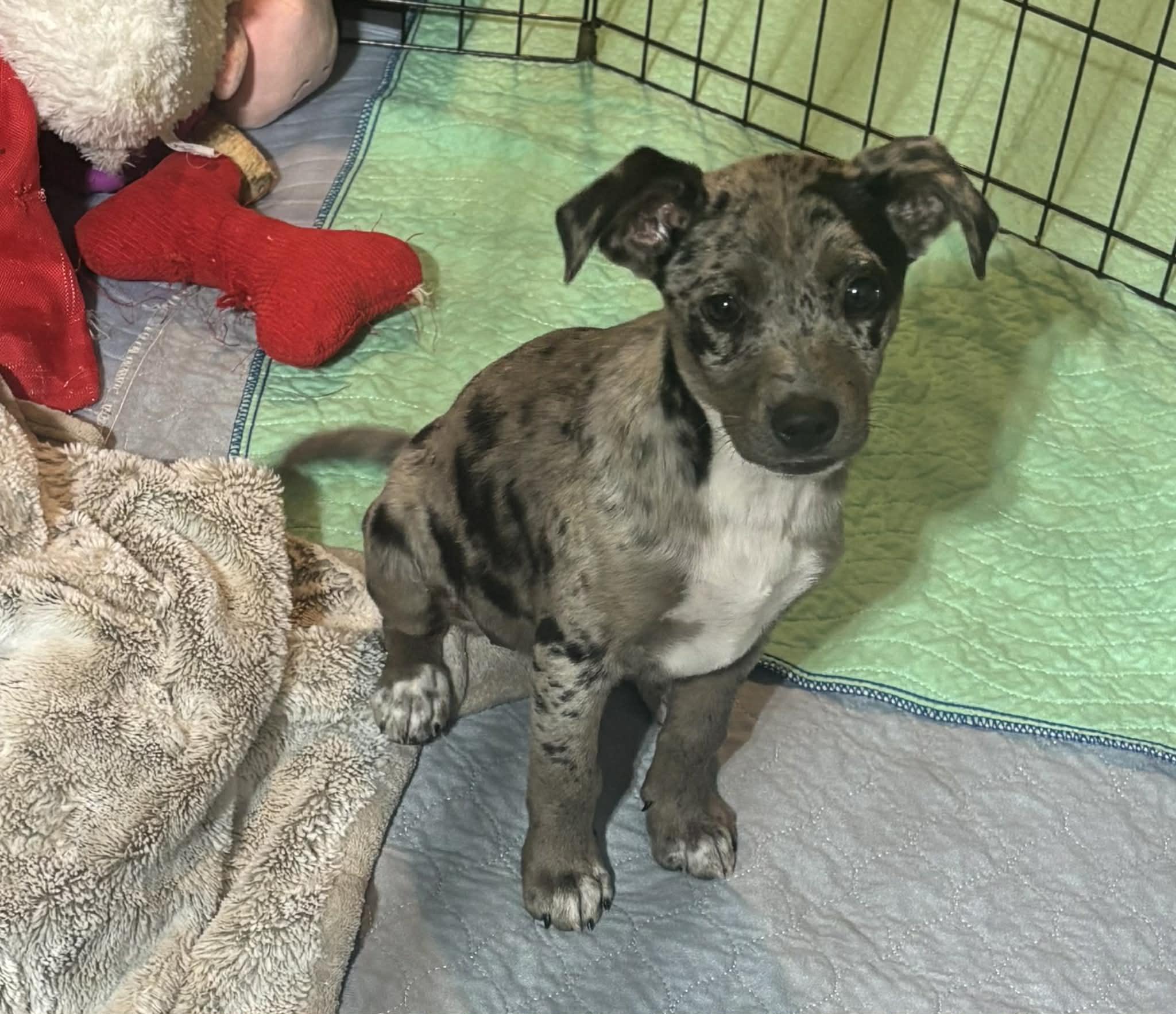 Enlarge Palette, a ADOPTABLE Mixed Breed in Kenosha, WI image 3/4