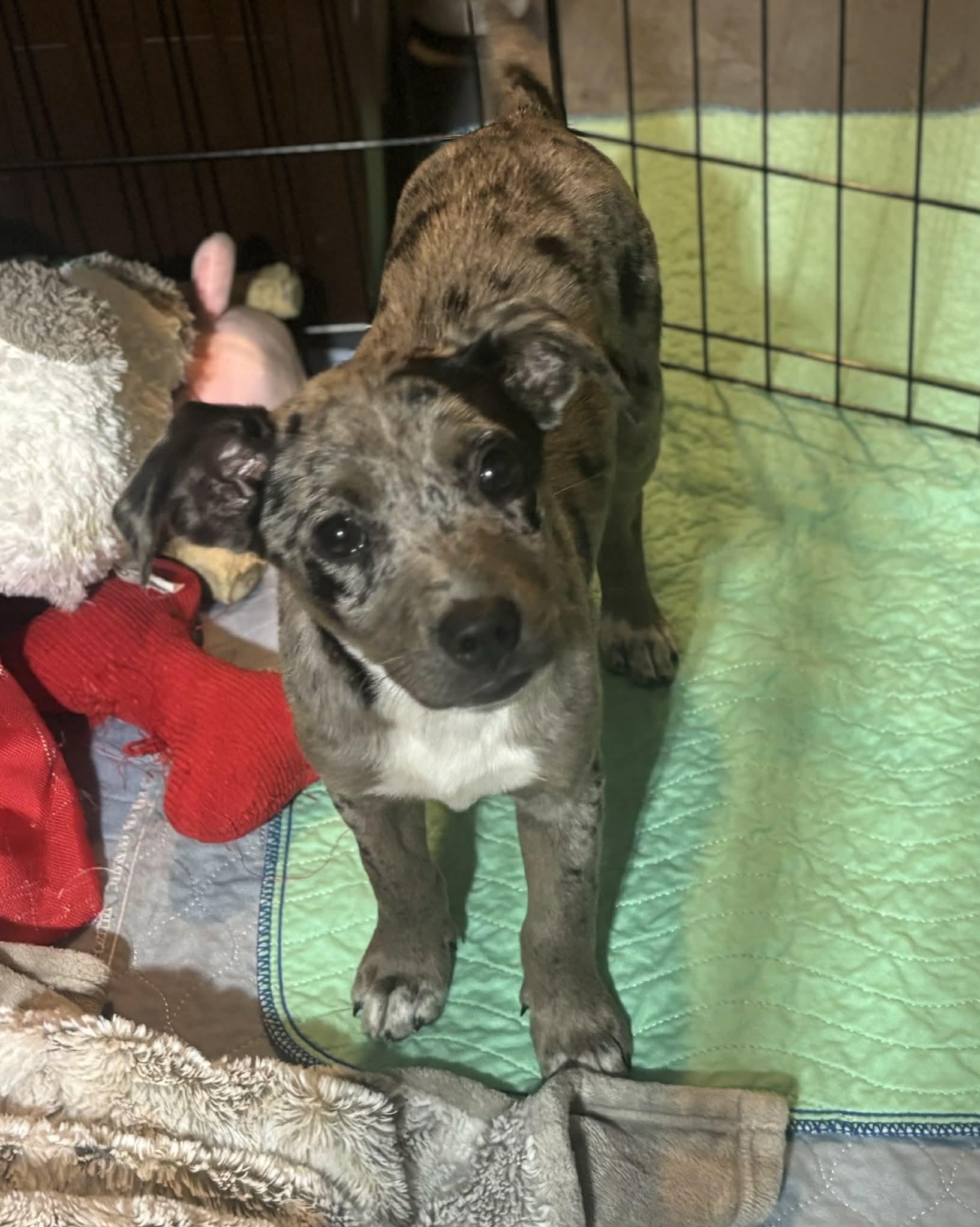 Enlarge Palette, a ADOPTABLE Mixed Breed in Kenosha, WI image 2/4