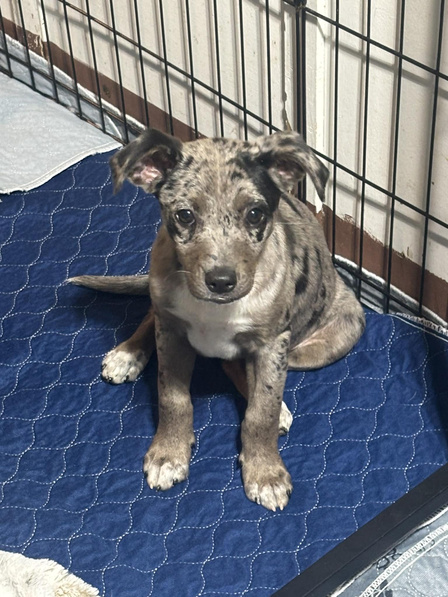 Enlarge Palette, a ADOPTABLE Mixed Breed in Kenosha, WI image 4/4