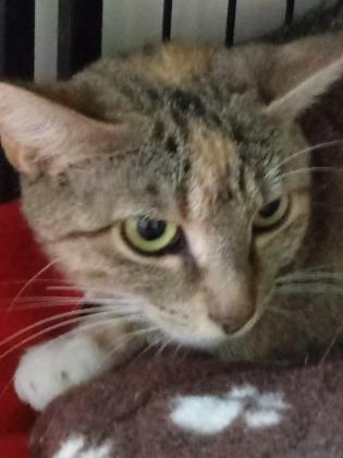Eva, Adoptable, Adult Female Domestic Short Hair.