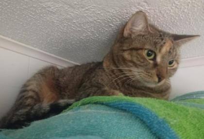 Eva, a Adoptable mixed breed in Bulverde, TX image 2/12