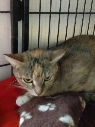 Eva, a Adoptable mixed breed in Bulverde, TX image 3/12