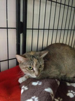 Eva, a Adoptable mixed breed in Bulverde, TX image 4/12