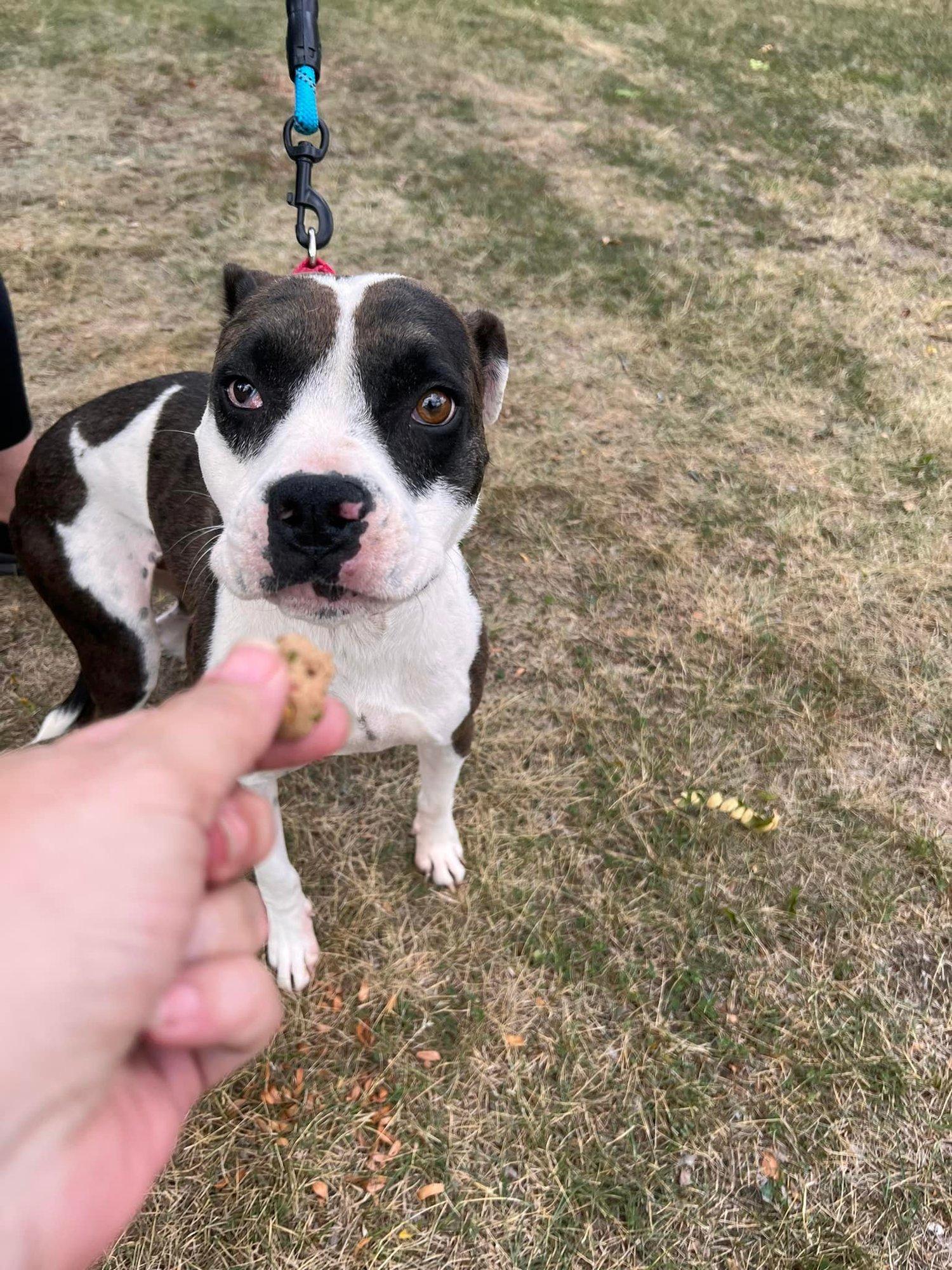 Enlarge Joey, a Adoptable mixed breed in Minneapolis, MN image 6/6