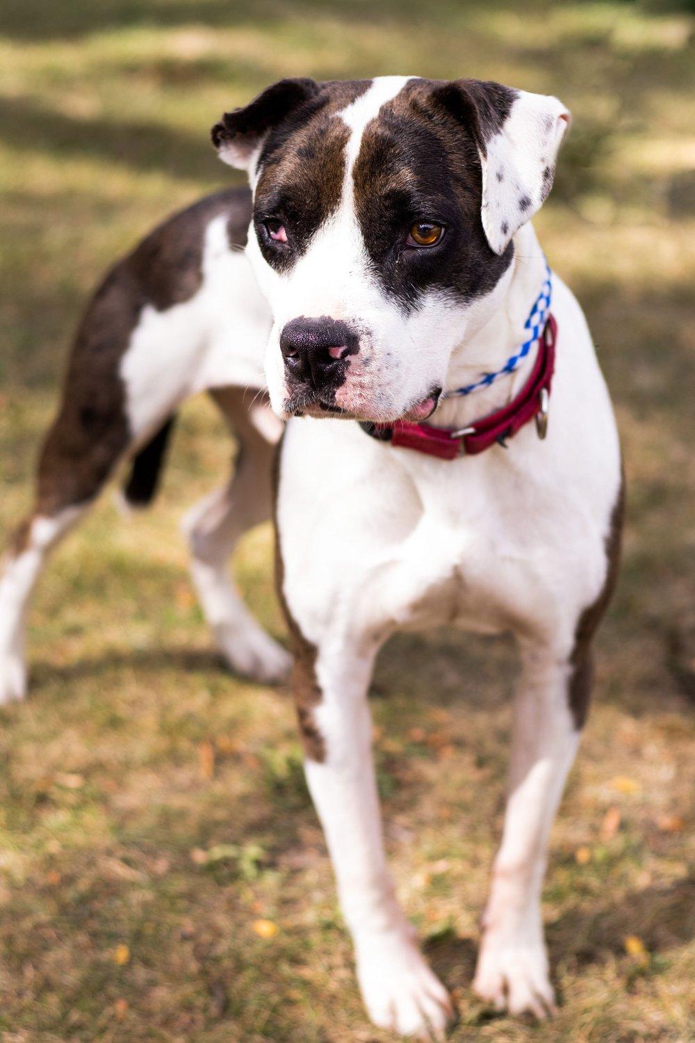 Enlarge Joey, a Adoptable mixed breed in Minneapolis, MN image 4/6