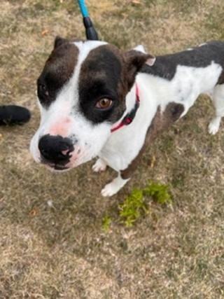 Enlarge Joey, a Adoptable mixed breed in Minneapolis, MN image 2/6
