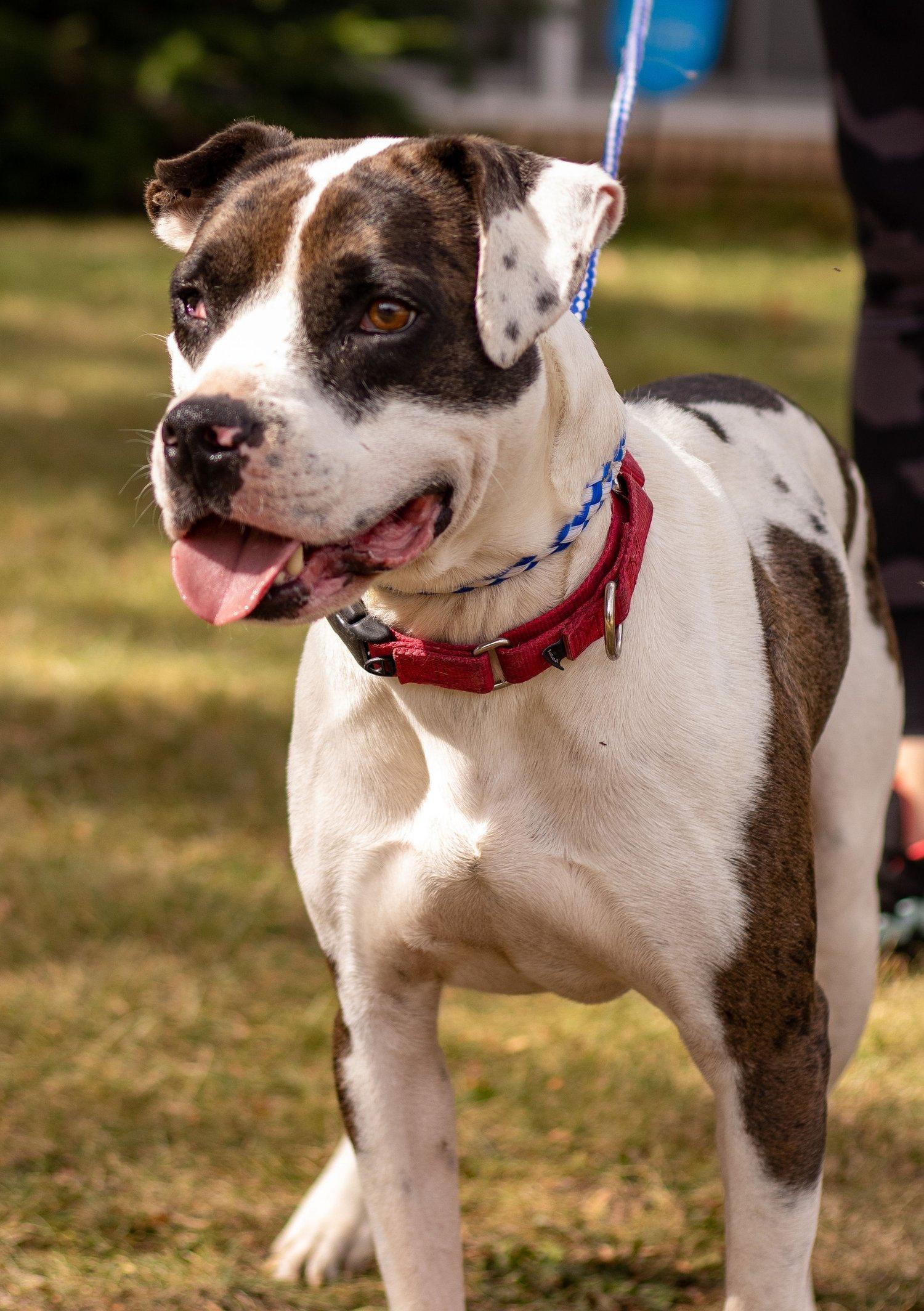 Joey, Adoptable, Adult Male Pit Bull Terrier.