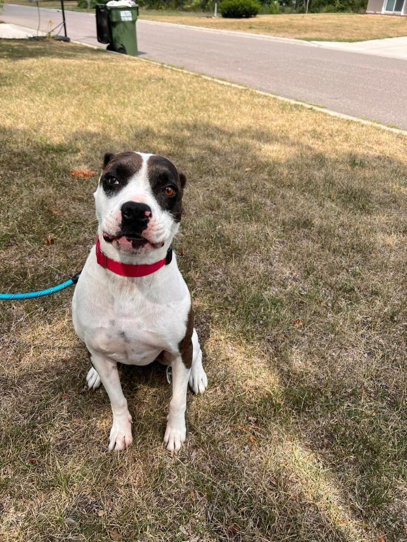 Enlarge Joey, a Adoptable mixed breed in Minneapolis, MN image 3/6