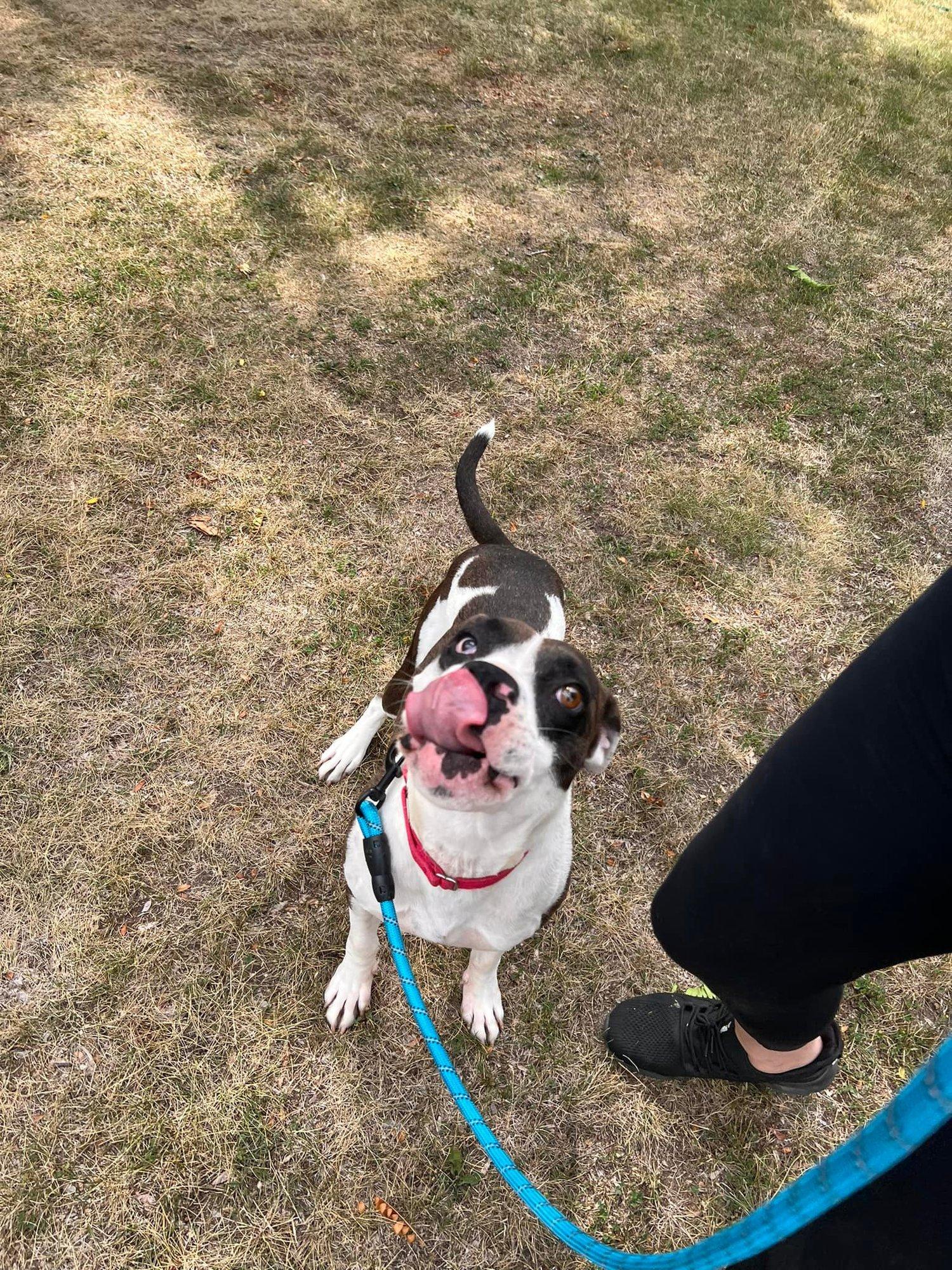 Enlarge Joey, a Adoptable mixed breed in Minneapolis, MN image 5/6
