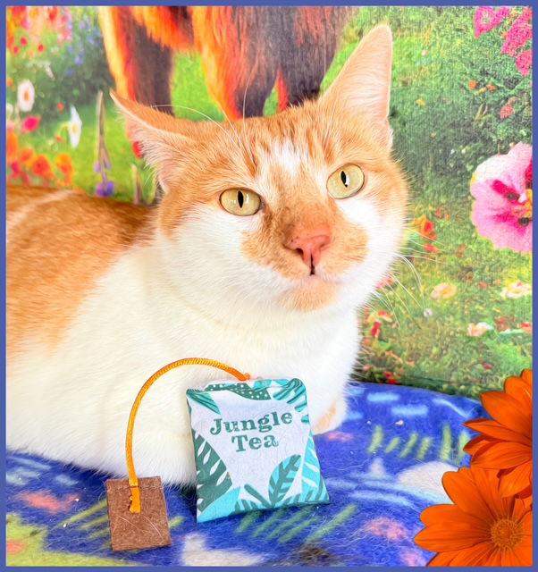 Marmalady - creamsicle cutie, Adoptable, Adult Female Domestic Short Hair.