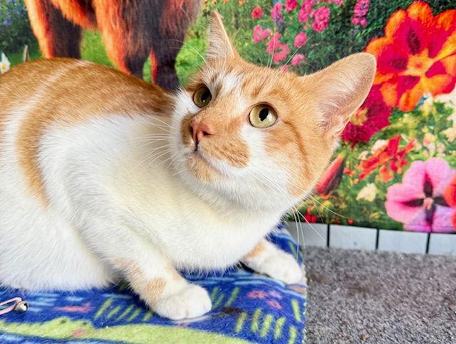 Enlarge Marmalady - creamsicle cutie, a Adoptable Domestic Short Hair in San Luis Obispo, CA image 2/3
