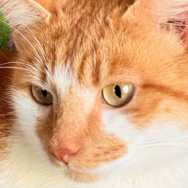 Enlarge Marmalady - creamsicle cutie, a Adoptable Domestic Short Hair in San Luis Obispo, CA image 3/3