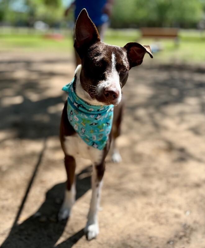 Enlarge Duke of Delight, a Adoptable mixed breed in Friendswood, TX image 1/6
