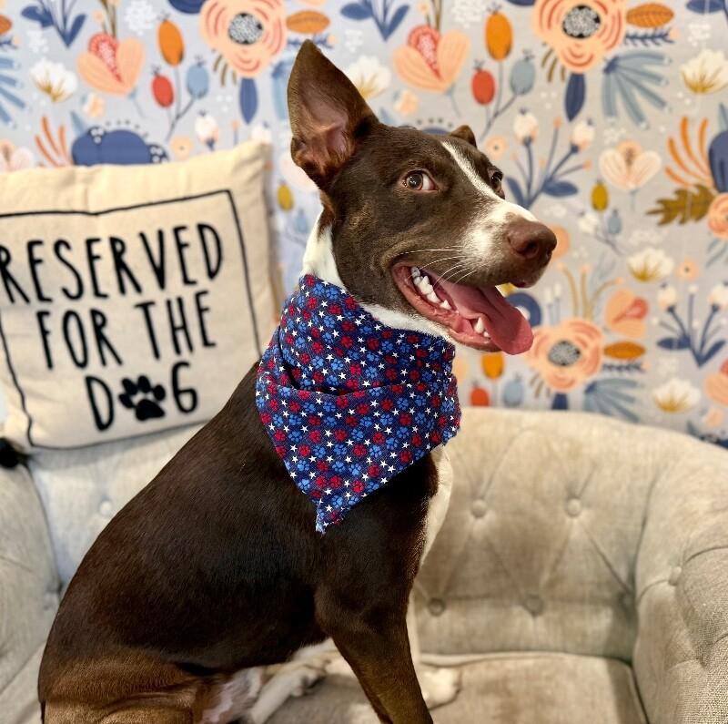 Enlarge Duke of Delight, a Adoptable mixed breed in Friendswood, TX image 4/6