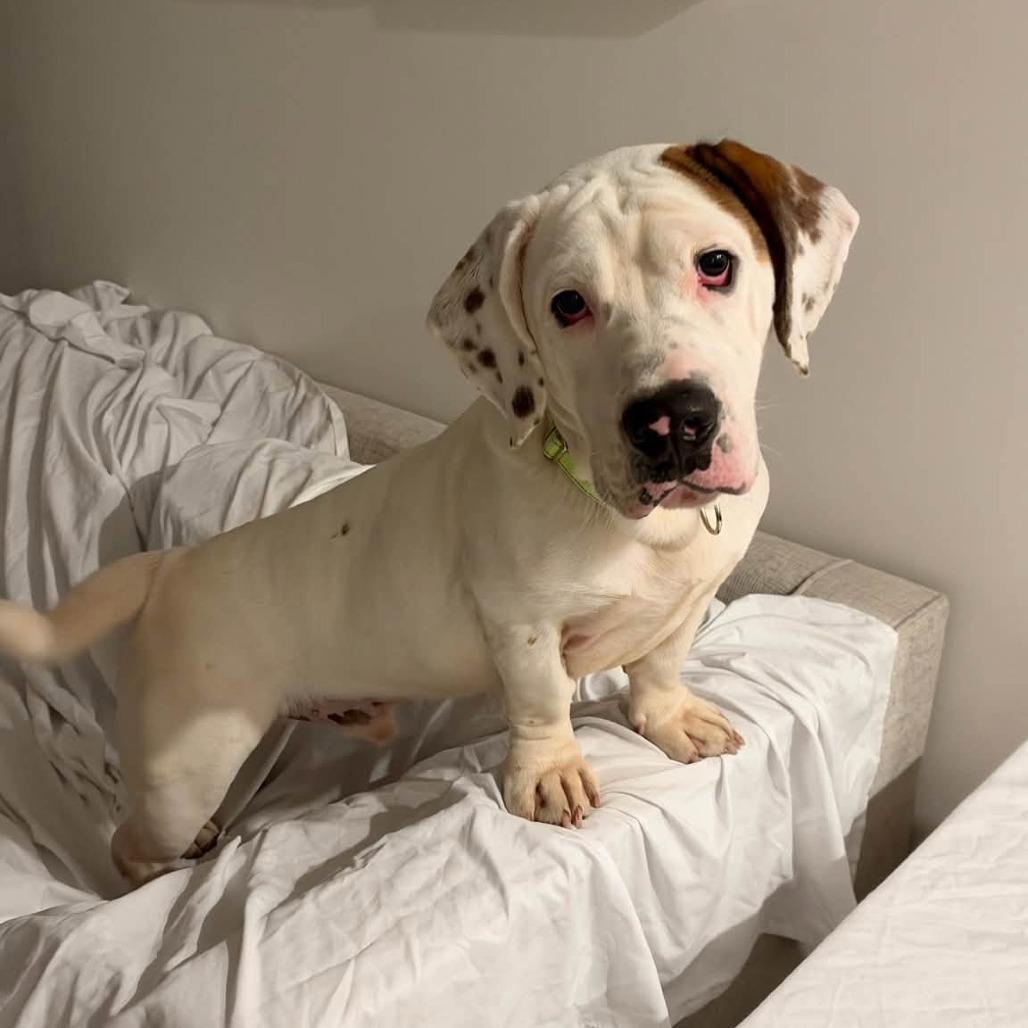Chorizo, Adoptable, Adult Male Basset Hound & Mixed Breed.