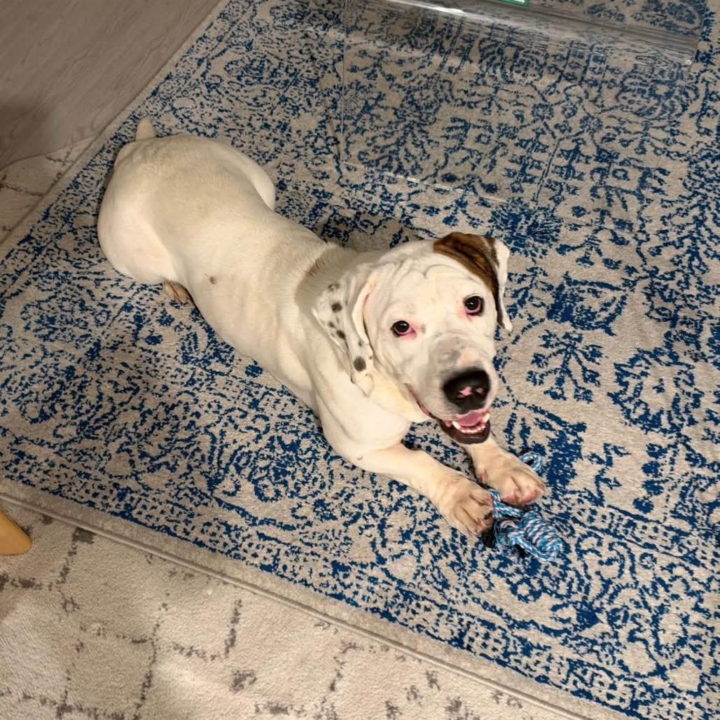 Enlarge Chorizo, a Adoptable mixed breed in Staten Island, NY image 2/4
