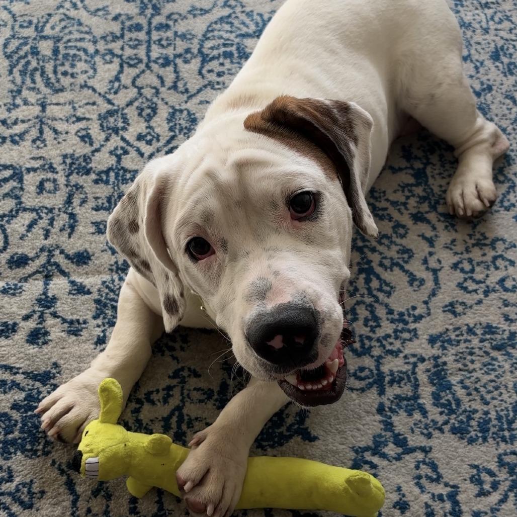 Enlarge Chorizo, a Adoptable mixed breed in Staten Island, NY image 3/4