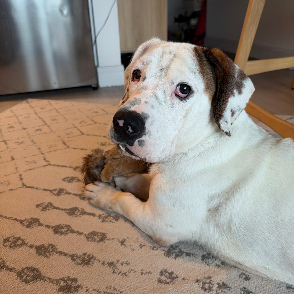 Enlarge Chorizo, a Adoptable mixed breed in Staten Island, NY image 4/4