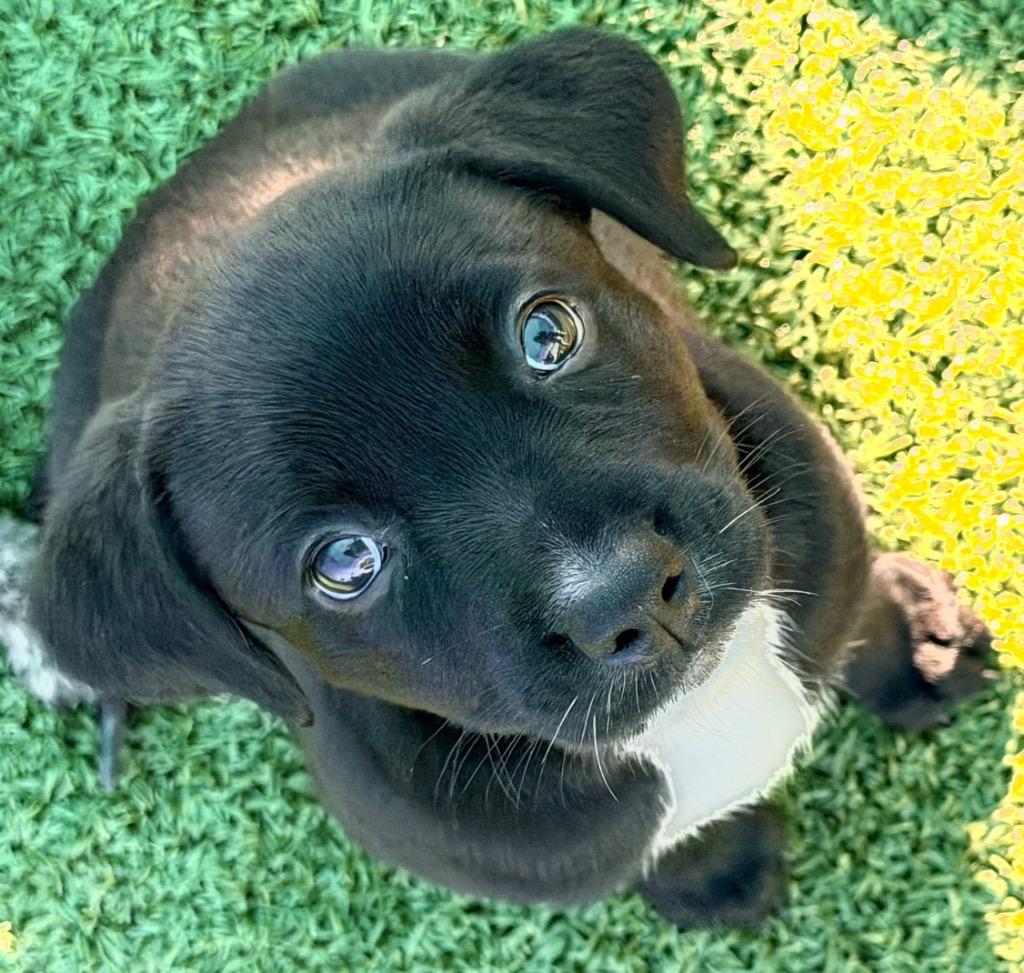 Enlarge Manuka, a Adoptable mixed breed in Cape Coral, FL image 1/1