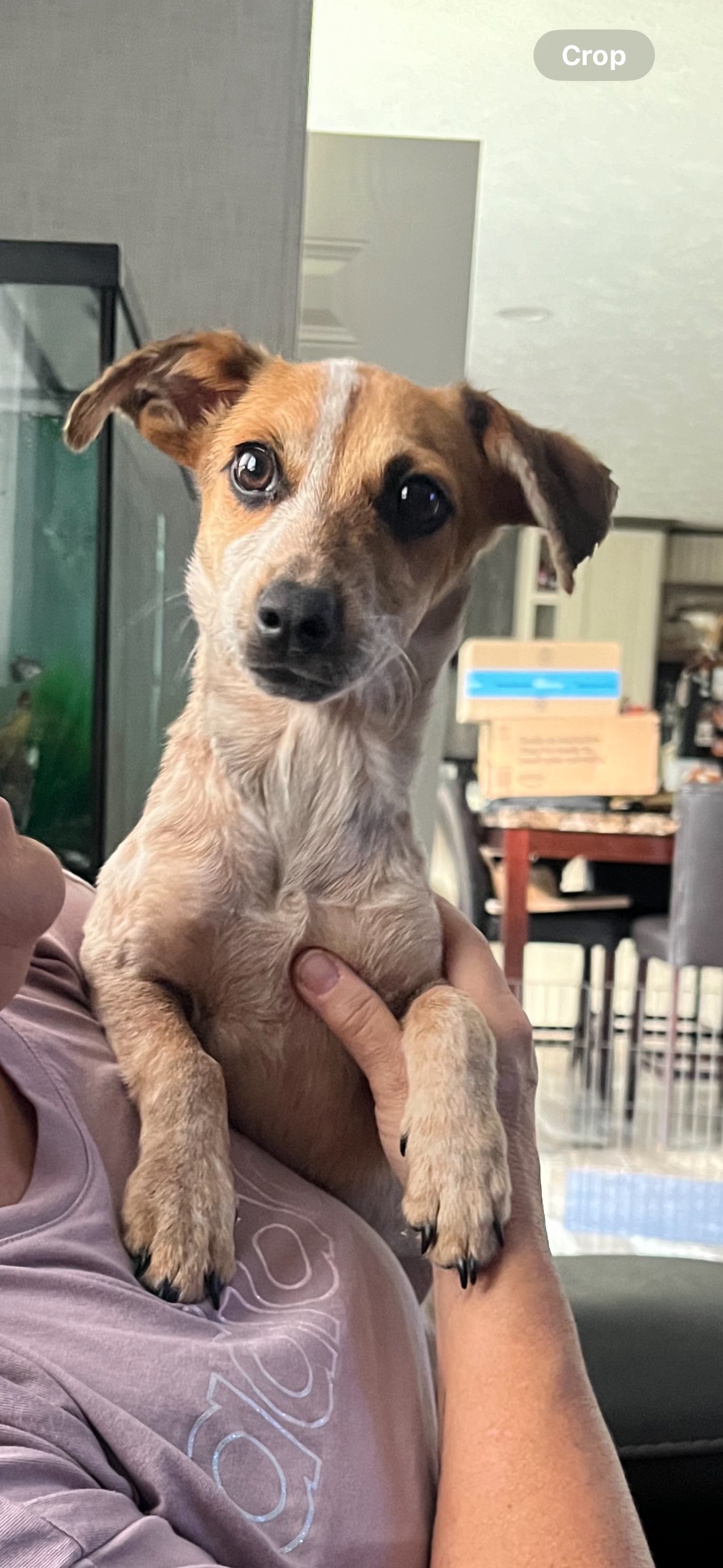 Dog for adoption Dakota, a Jack Russell Terrier & Cattle Dog Mix in