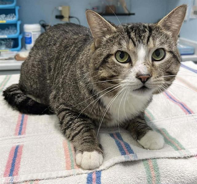 SMOKES, Adoptable, Adult Male Domestic Short Hair.