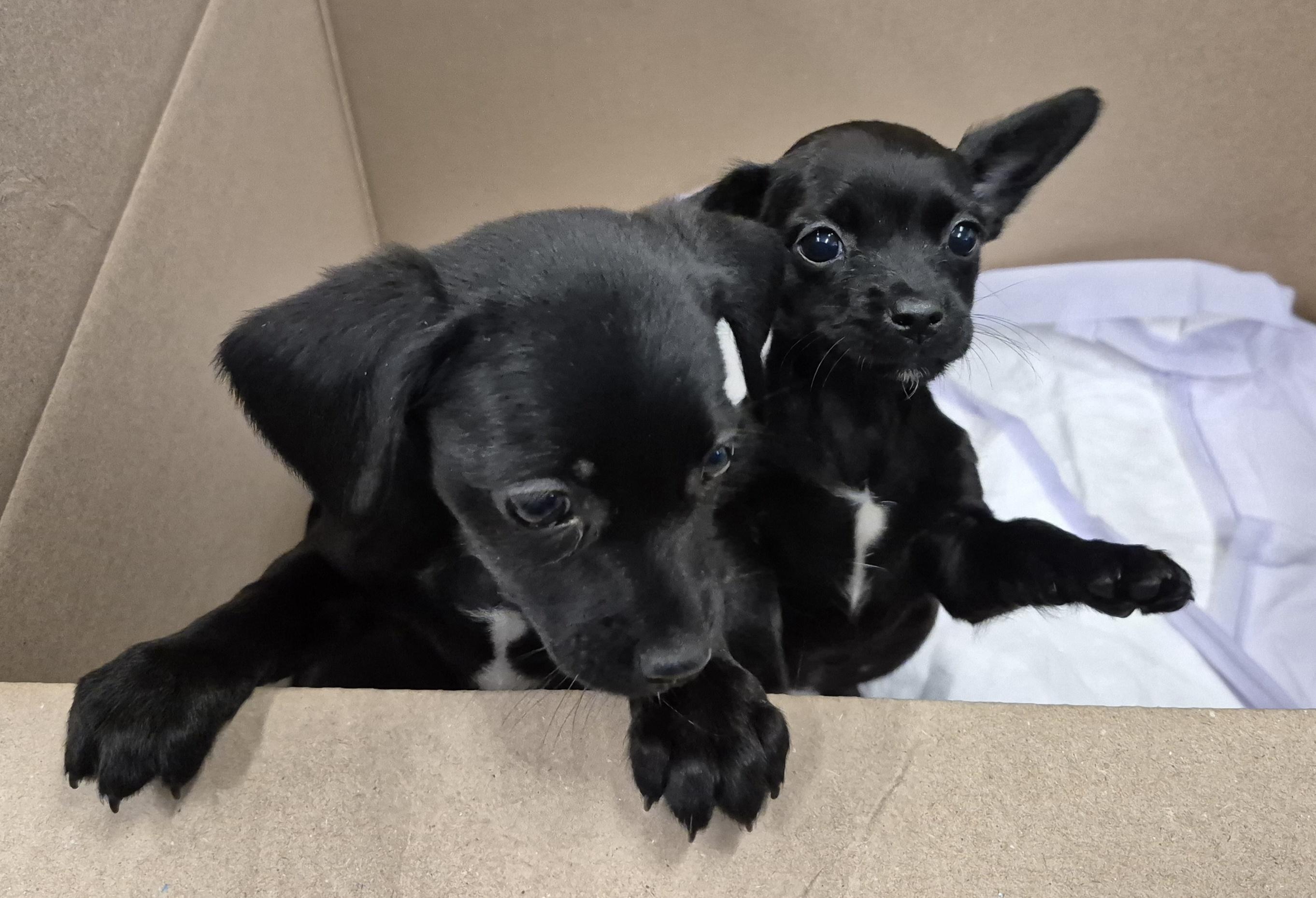 Enlarge TOCO now Frankie, a Adopted mixed breed in Sardinia, OH image 2/3